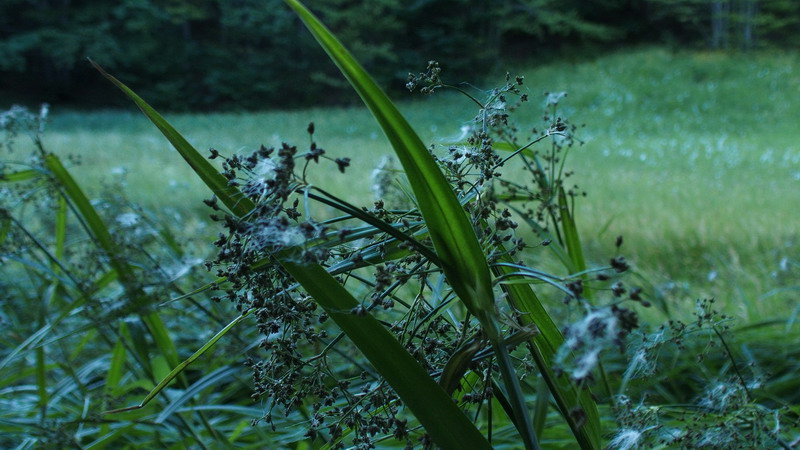 Scirpus sylvaticus (Cyperaceae)